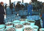 網代魚市場